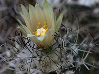 Turbinicarpus pseudomacrochele subsp. krainzianus